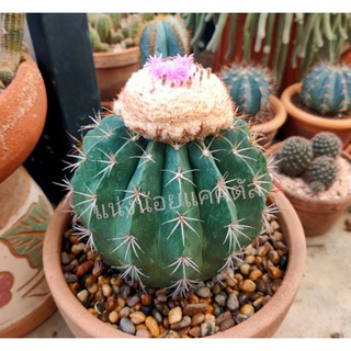 💥10บาท💥เมล็ดเมโลแคคตัส  Melocactus amoenus หัวขาว ฝักชมพูนม (วันเก็บ 20/6/2022)