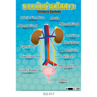 โปสเตอร์กระดาษ ระบบขับถ่ายปัสสาวะ #EQ-517