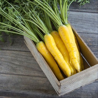 เมล็ดพันธุ์ แครอทสีเหลือง (Solar Yellow Carrot Seed) บรรจุ 50 เมล็ด คุณภาพดี ของแท้ 100%