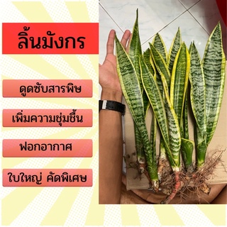 ลิ้นมังกร พันธุ์ใหญ่ ไม้ฟอกอากาศ ลิ้นมังกรขอบเหลือง ต้นแม่ 90-100cm เหง้าใบใหญ่ คัดเหง้าลูก พิเศษใบสวยๆ ขั้นต่ำ3ต้น