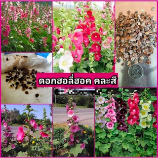 มาจัดสวนหน้าบ้านให้สวย ดอกบานสะพรั่ง ด้วย ดอกฮอลี่ฮอค กันจ้า ดอกฮอลลี่ฮ็อค holly hock สวนบนดอย