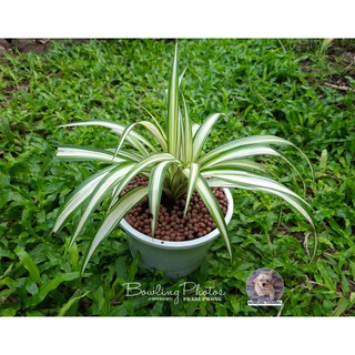 เศรษฐีเรือนใน (Spider plant) #ต้นเศรษฐีเรือนใน #ไม้ฟอกอากาศ #ไม้มงคล #ต้นไม้เล็ก #ต้นไม้น่ารัก