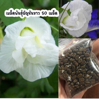 เมล็ดพันธุ์ดอกอัญชัน ขาว 50 เมล็ด