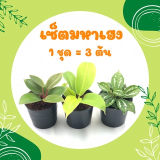 เซ็ตมหาเฮง (1 ชุด = 3 ต้น) กุมารทองเรียกทรัพย์ รวยโชค เศรษฐีนำโชค เสริมโชคลาภ ร่ำรวย ต้นไม้มงคล ประดับบ้าน โต๊ะทำงาน