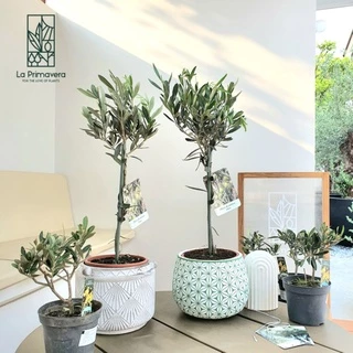 Olea Europaea 'Leccino' 🌿 ขนาด 50-60 cm จากร้าน ลา พรีมา เวร่า ***มีสินค้าในสต๊อก สั่งได้เลย***