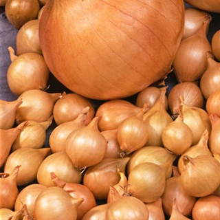 100 เมล็ด เมล็ดหอมหัวใหญ่ สายพันธุ์ หอมใหญ่ สตุตการ์ตยักษ์ Stuttgarter Riesen  Onion seeds