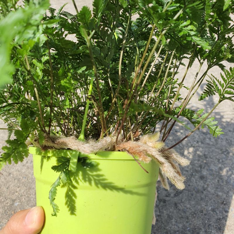 มุมมอง 2