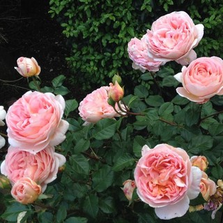 เมล็ดพันธุ์ กุหลาบ พันธุ์ Abraham Darby Rose Seeds ดอกใหญ่ นำเข้าจากต่างประเทศ 30 เมล็ด