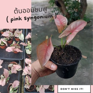 ต้นออมชมพู ( PINK SYNGONIUM) ต้นไม้ฟอกอากาศ ต้นไม้มงคล Size S สูงประมาณ 10 ซม. รากแน่น เรียกเงินเรียกทอง