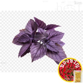 121.Sweet Basil Purple Seeds 30pcs in SGผักชี/แอปเปิ้ล/ผักกาดหอม/เมล็ด/สร้อยข้อมือ/พาสต้า/แม่และเด็ก/ดอกทานตะวัน/บ้านและ