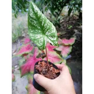 บอนสี อิเหนา(ต้นลูก กระถาง 2-4 นิ้ว)​
