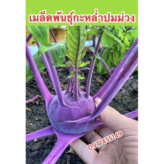 เมล็ดกะหลำปมสีม่วงเมล็ดพันธุ์กะหล่ำปมม่วง หรือโคลลาบี้ เมล็ดพันธุ์ผักต่างประเทศ