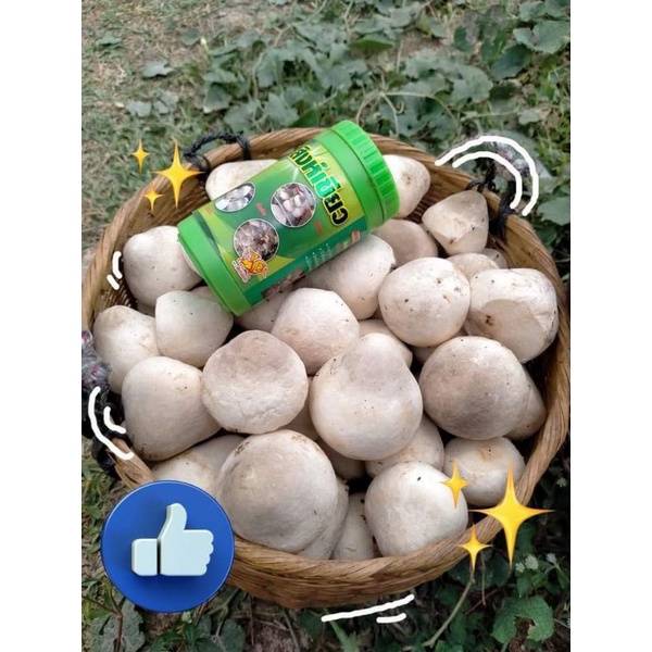 ฮอร์โมนบำรุงเห็ดฟาง สิงห์เขียว