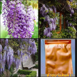 (10เมล็ด/1ซอง)(vาย เมล็ดพันธุ์) เมล็ด วิสทีเรีย สีม่วง ไม้เลื้อย Purple wisteria วีสเทอเรีย / ไม้ดอกออนไลน์