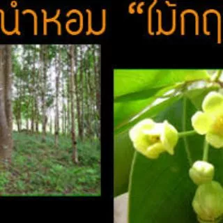 ต้นกฤษณา ไม้หอม ไม้เศรษฐกิจ ต้นสูง 80- 100 ซม.