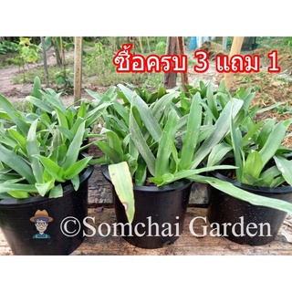 หญ้าปักกิ่ง พร้อมปลูก (หญ้าเทวดา) กระถาง 6 นิ้ว 1 กระถาง (**ซื้อ 3 แถม 1)