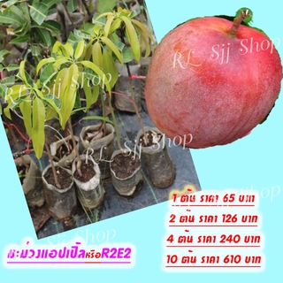 2 ต้น ต้นกล้ามะม่วงแอปเปิ้ล หรือ R2E2  เสียบยอดโตเร็ว ผลใหญ่ แผลแห้งสนิท ลูกดก รับประกันพันธุ์แท้สินค้าพร้อมส่ง!!!