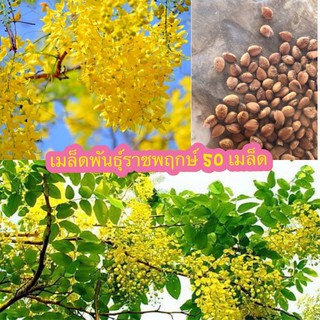 เมล็ดพันธุ์ราชพฤกษ์ 50 เมล็ด มีบริการเก็บเงินปลายทาง