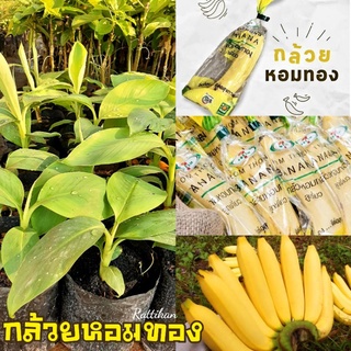 กล้วยหอมทอง🍌🌱ต้นสวยๆ(รับประกันสินค้าชำรุดเสียหาย)