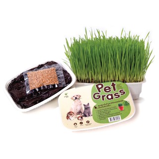 Pet Grass ชุดปลูกต้นข้าวสาลีอ่อนออร์แกนิค สำหรับสัตว์เลี้ยง