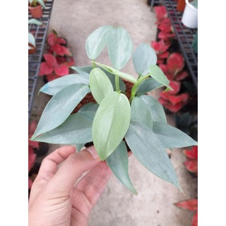 ฟิโลเดนดรอนดาบเงิน philodendron silver sword แพค3ต้น ในกถ.4" ฟอร์มใบกำลังมา มาพร้อมน้องญาญ่า