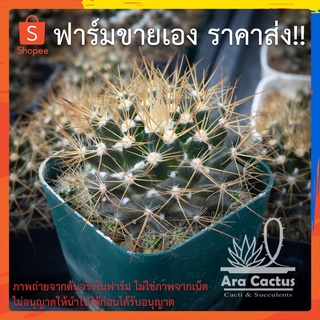 สวนขายเอง! แมมเข็มทองกอ Mammillaria nivosa ไซส์กระถาง 2 นิ้ว แคคตัส แคนตัส กระบองเพชร ตะบองเพชร ต้นไม้ประดับ อวบน้ำ