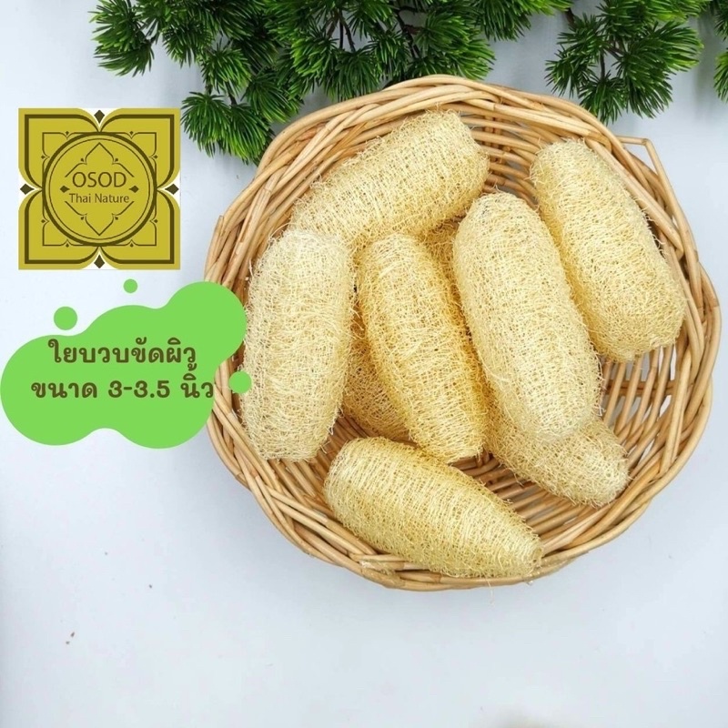 ใยบวบขัดตัว 3 – 3.5 นิ้ว คละไซด์ 5 ลูก ราคา ถูกที่สุด ดีลบีเคเค แกลเลอรีภาพที่ 3