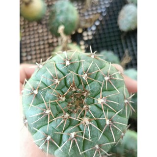 #Gymnocalycium #stellatum #ยิมโนสเตลาทั่ม ขนาด 3-3.5 cm (พร้อมส่ง)