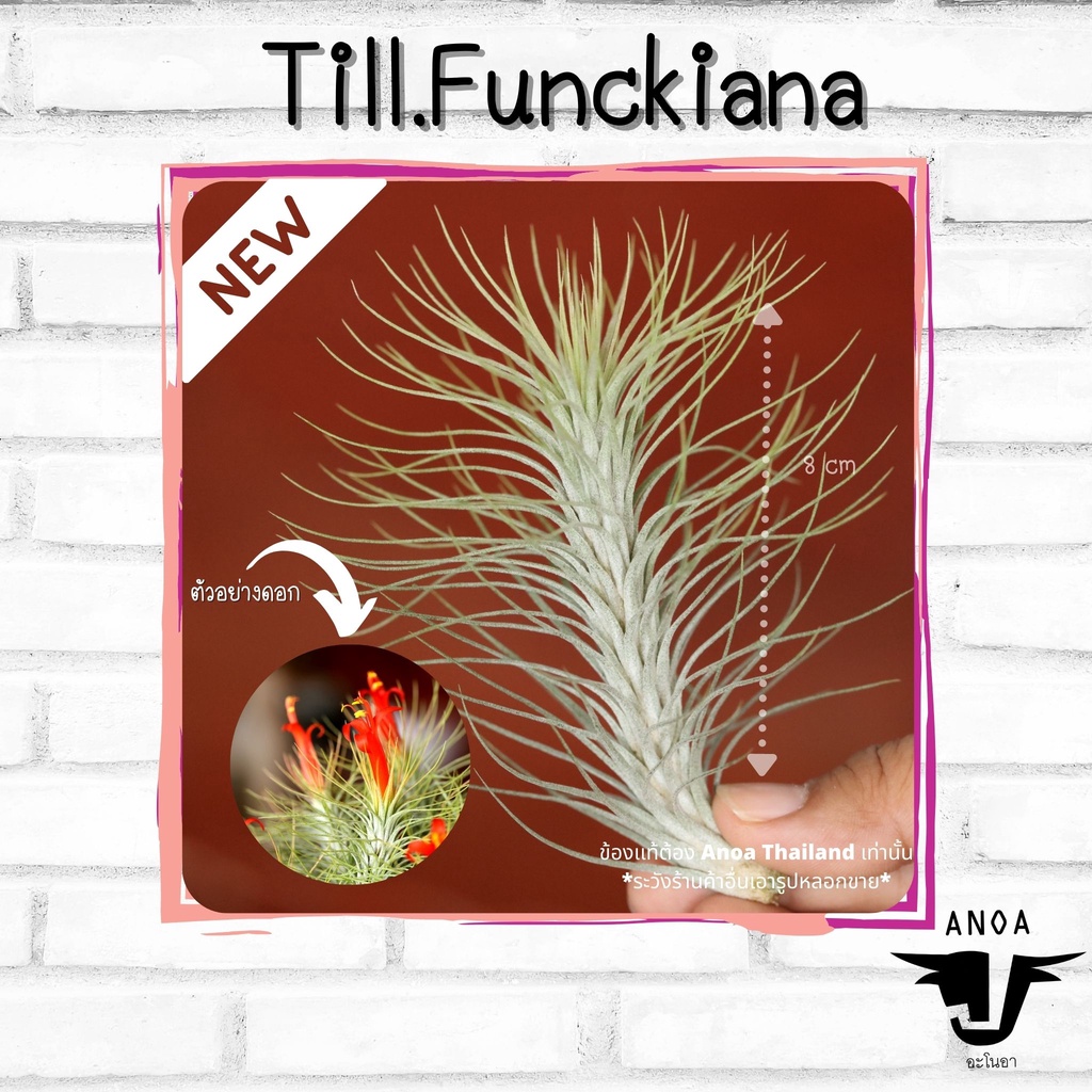 *สินค้าขายดี* Tillandsia ทิลแลนเซีย สับปะรดสี 6 สายพันธุ์ เกรด Premium ราคา ถูกที่สุด ดีลบีเคเค แกลเลอรีภาพที่ 7