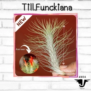 *สินค้าขายดี* Tillandsia ทิลแลนเซีย สับปะรดสี 6 สายพันธุ์ เกรด Premium