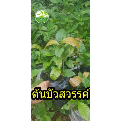 ต้นบัวสวรรค์  บัวสวรรค์ ดอดหอม ดอกสวย บัวสวรรค์