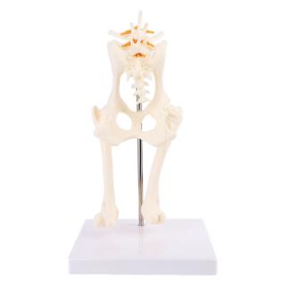 TOP2 Dog Canine Lumbar Hip Joint with Femur Model Teaching Anatomy Skeleton Display