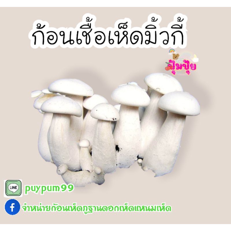 ก้อนเชื้อเห็ดมิลค์กี้ 1 ก้อน35บาท 3ก้อน100บาท เชื้อเดิน30%แล้วค่ะ