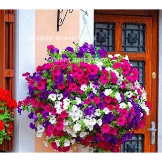 เมล็ดพันธุ์ ดอกพิทูเนีย คละสี (Petunia)200 เมล็ด ปลูกง่าย ปลูกได้ทั่วไทย