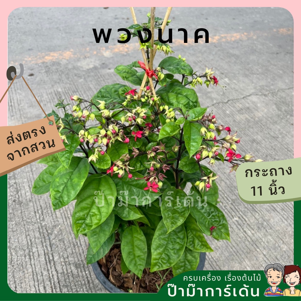 Plants 119 บาท พวงนาค กระถาง 11 นิ้ว ดอก ระย้า สวยงาม Home & Living