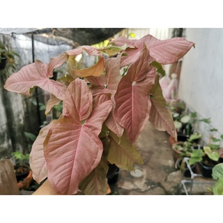 Syngonium Pink Allusion เงินไหลมาใบชมพู​  พิงค์​ออลูชั่น