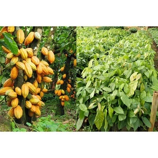 Black Cocoa ผงโกโก้ดำ
