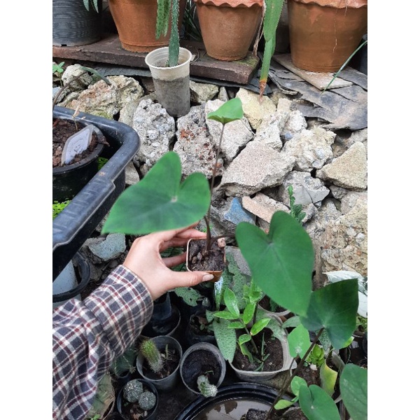 บอนถ้วย Colocasia coffee cup