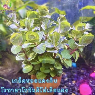 เกล็ดหอยแดงดิบ/โรทาลาโรทันดิโฟเลียแดง(พร้อมกระถาง)Rotala rotundifolia ‘rad’ ต้นไม้น้ำ