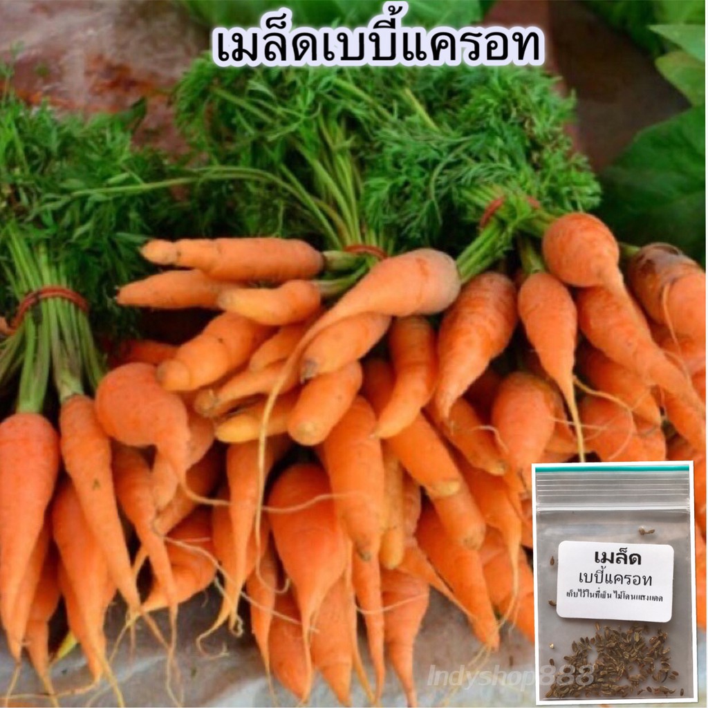 เมล็ดเบบี้แครอท 50 เมล็ด คัดพิเศษ ปลูกง่าย โตเร็ว ผลผลิตดี [ซื้อ 10 แถม 1]
