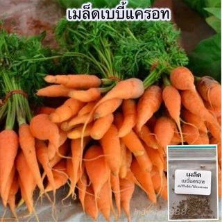 เมล็ดพันธุ์ เบบี้แครอท ผักสวนครัว 40-100 เมล็ด หัวสั้น เนื้อแน่น สีส้มสด กรอบหวาน ปลูกได้ทั้งแปลง [10 แถม 1 คละได้]