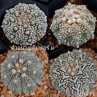 Astrophytum​ asterias​ super​ kabuto