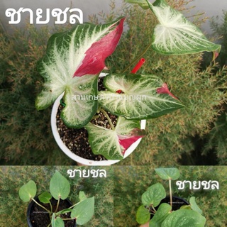 🌱ชายชล​ เบบี๋ เบบี้🌱 สาวน้อยประแป้ง CALADIUM ต้นบอนสี​ ชายชลเบบี้​ บอนสี​ บอน