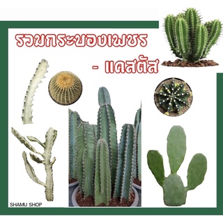 สลัดได สลัดไดด่าง ยูโฟเบีย Euphorbia | ตัดสด ต้นสวย 🌵