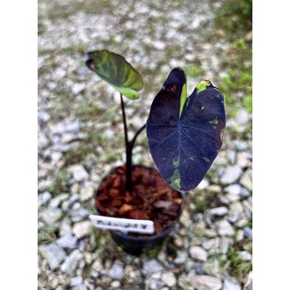 Colocasia Midnight ฮิตที่สุด