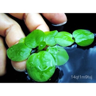 floating plant- Amazon frogbit ศูนย์ของจอกแหน鲜花/帽子/芹菜/头饰/苹果/男装/上衣/儿童/种子/内裤/ GQWP