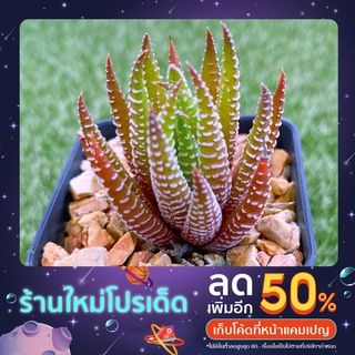 H.reinwardetii ม้าลาย A021