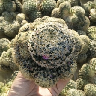 [ถูกสุด] Cactus แมมขนนกเหลือง ฟอร์มกอ ดอกแดง ขนาด 8-10 ซม. กระบองเพชร แคคตัส