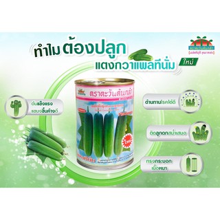 เมล็ดแตงกวาแพลทินั่ม *ใหม่* ตราตะวันต้นกล้า 50 และ 100 g. แพลตินั่ม แพลทีนั่ม Platinum แตงกวาลูกผสม แพลตตินั่ม