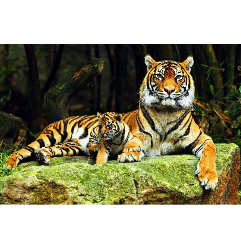DIY 5D 5D รอบลูกปัดเต็ม Tiger เพชรจิตรกรรม,ลูกปัด